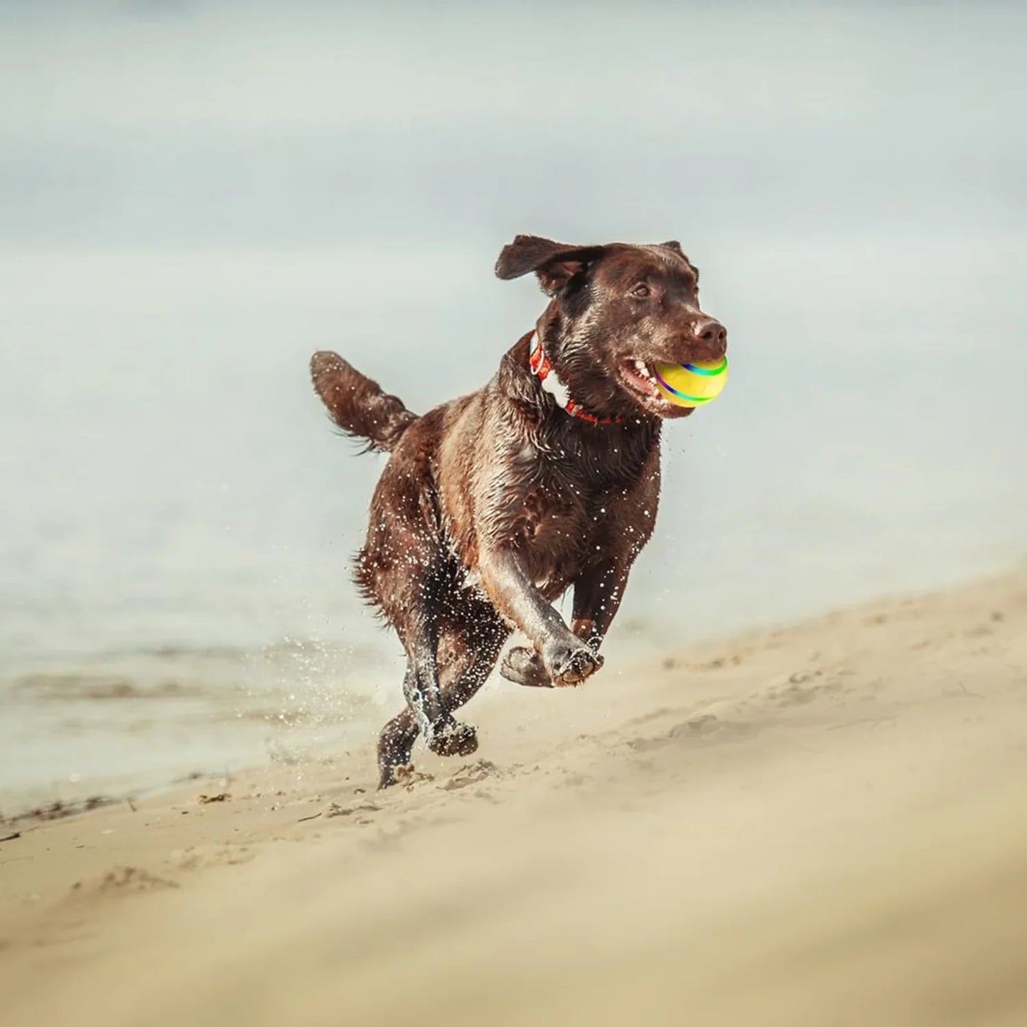 Pet Interactive Dog Ball